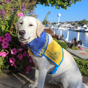 Staicey Scholtz & Hammond